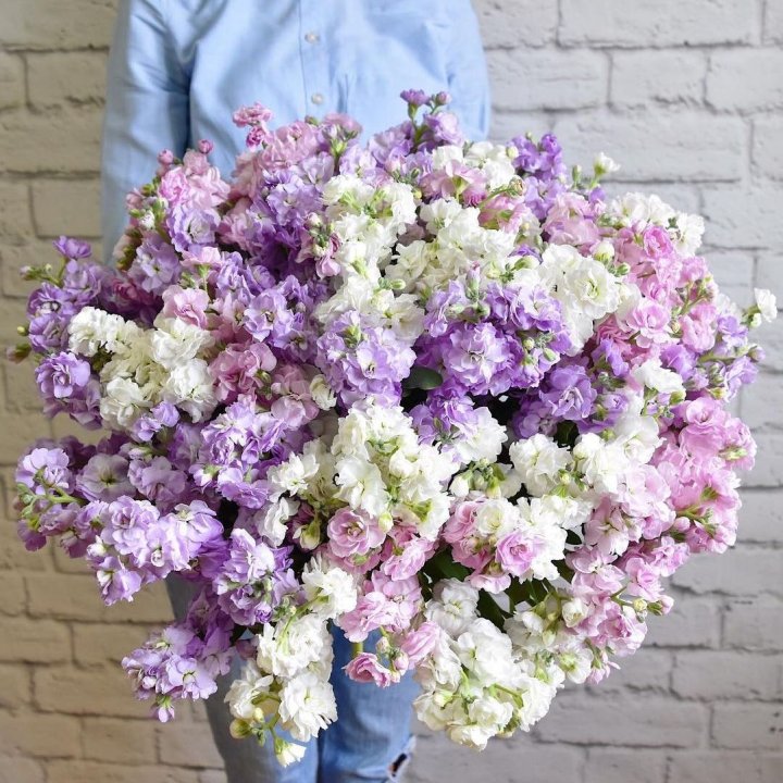 Облако маттиол в Череповеце