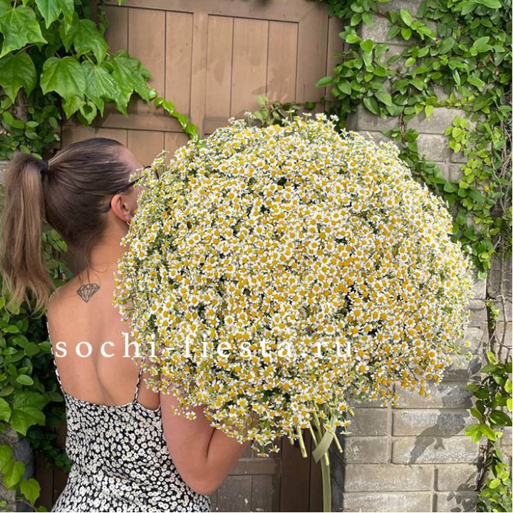 101 ромашка в Череповеце