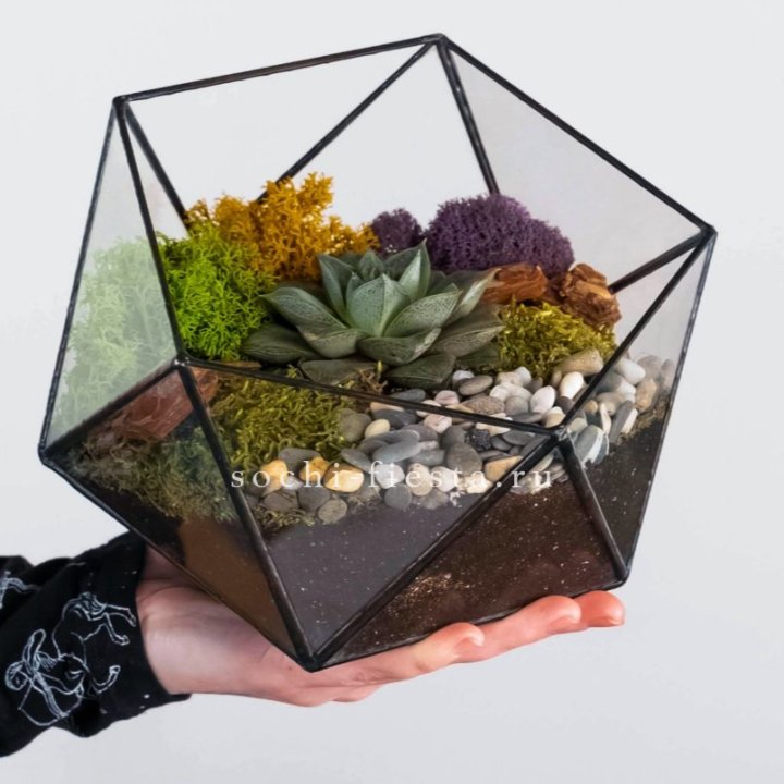Флорариум “Икосаэдр” с суккулентом Каменная Роза в Череповеце