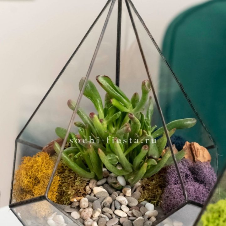 Флорариум “Капля” с суккулентом Крассула Хоббит в Череповеце
