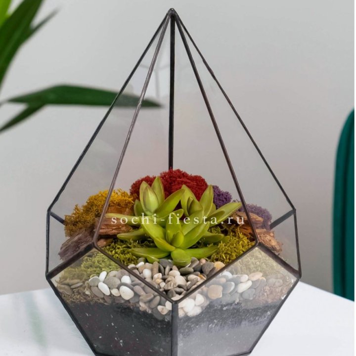 Флорариум Капля с суккулентом в Череповеце
