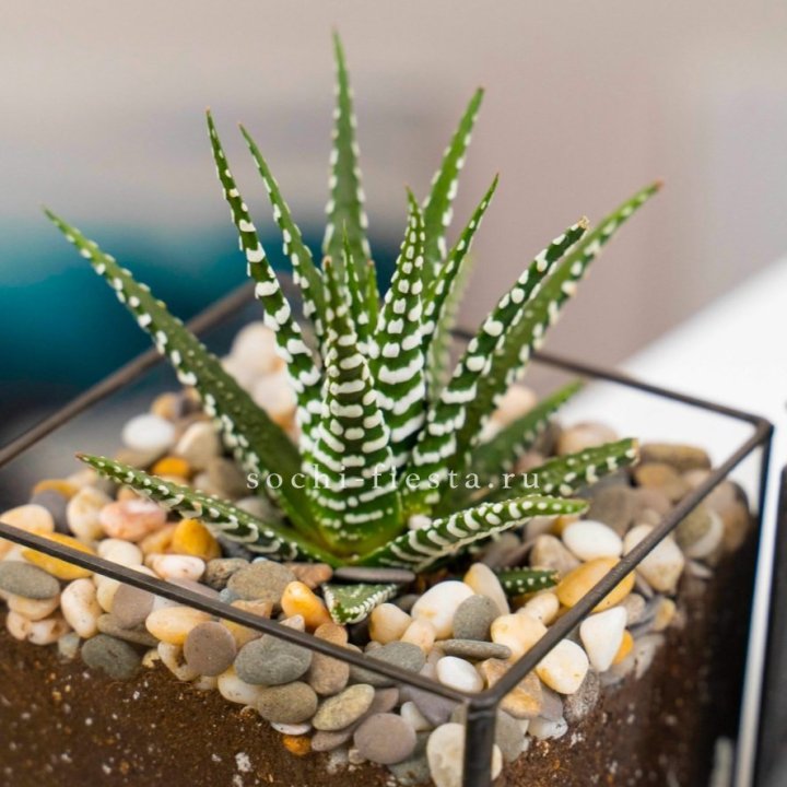 Флорариум Кубик с суккулентом Хавортия в Череповеце