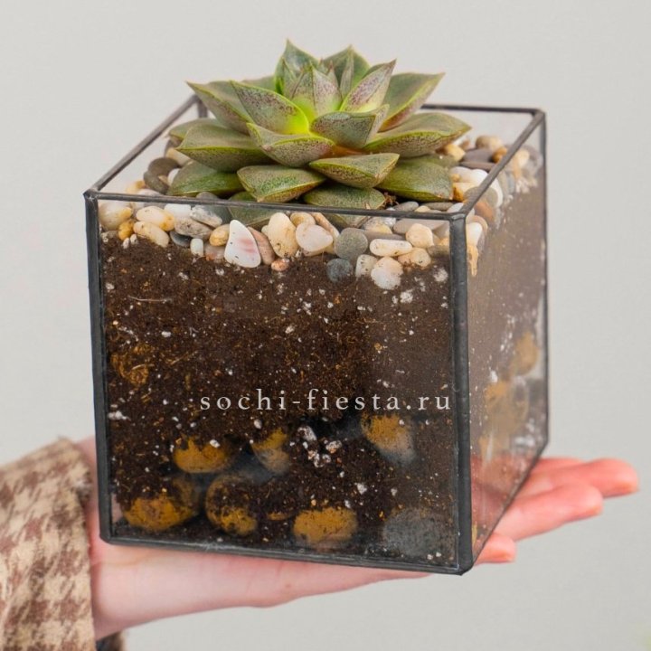 Флорариум Кубик с суккулентом Каменная роза в Череповеце