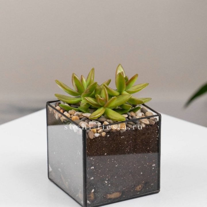 Флорариум Кубик с суккулентом Седум в Череповеце