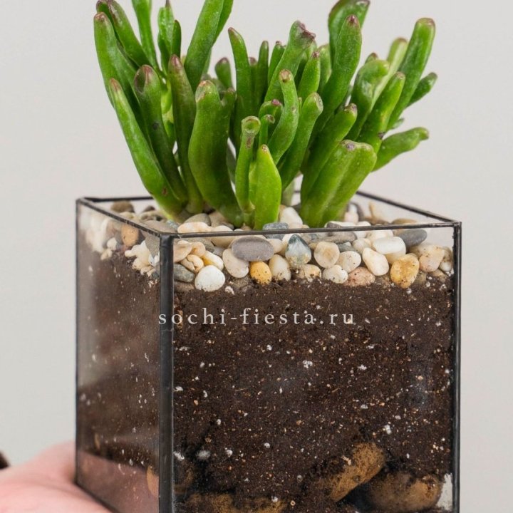 Флорариум Кубик с суккулентом Хоббит в Череповеце