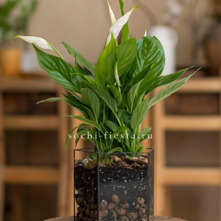Спатифиллум в кашпо Пятиугольник в Череповеце