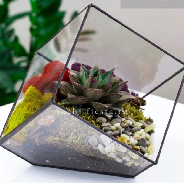 Флорариум Куб усеченный с суккулентом Каменная роза в Череповеце