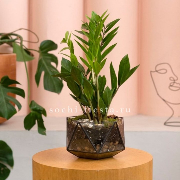 Замиокулькас в кашпо Икосаедр в Череповеце