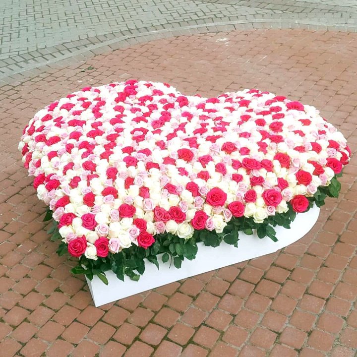 555 роза  в Череповеце