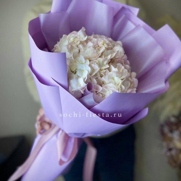 Гортензия розовая в Череповеце