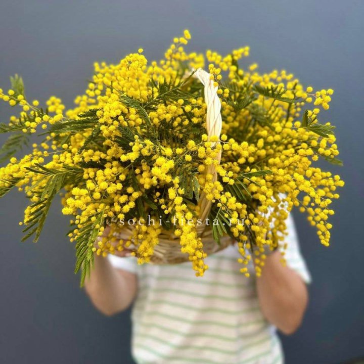 Весенняя корзина мимозы в Череповеце