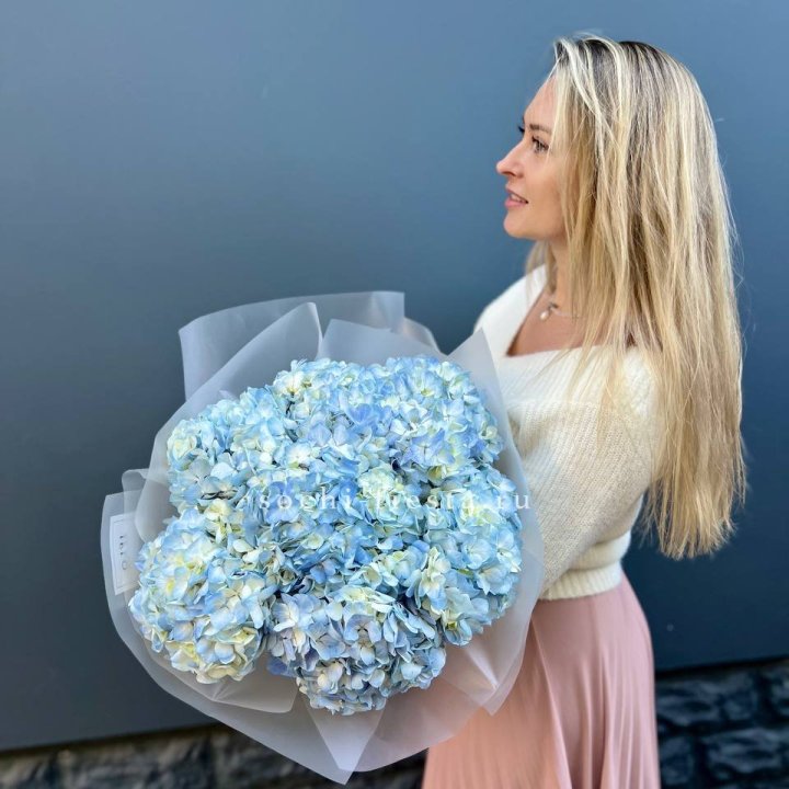 7 голубых гортензий в Череповеце