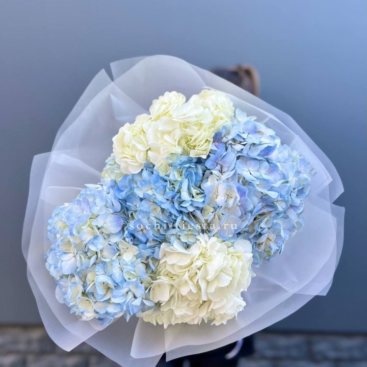 5 бело-голубых гортензий в Череповеце