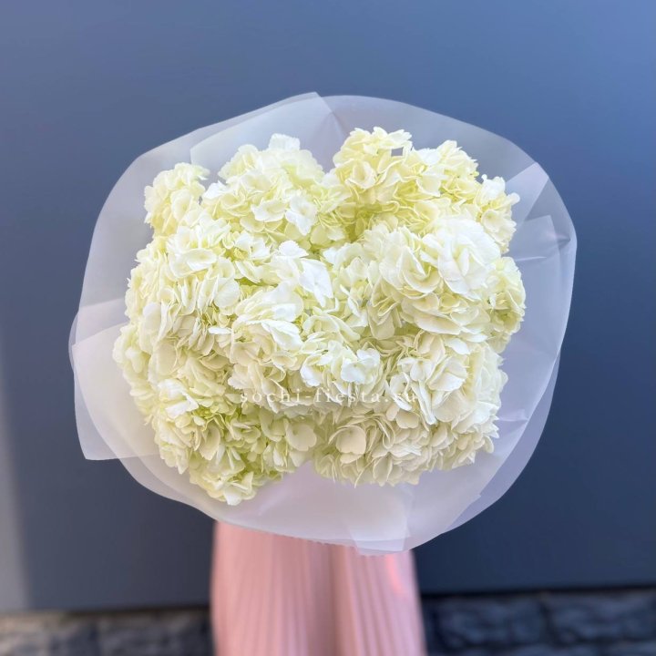 7 белых гортензий в Череповеце