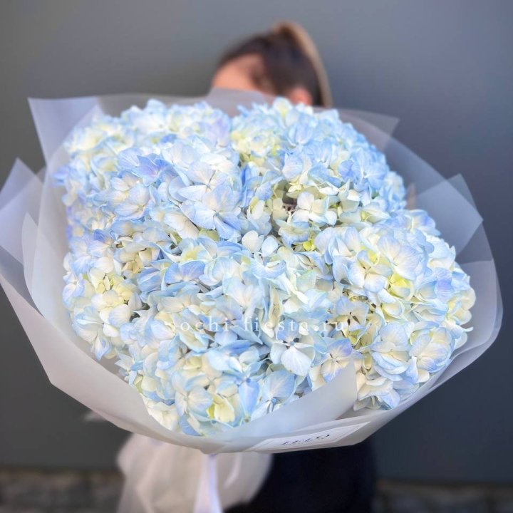 5 голубых гортензий в Череповеце