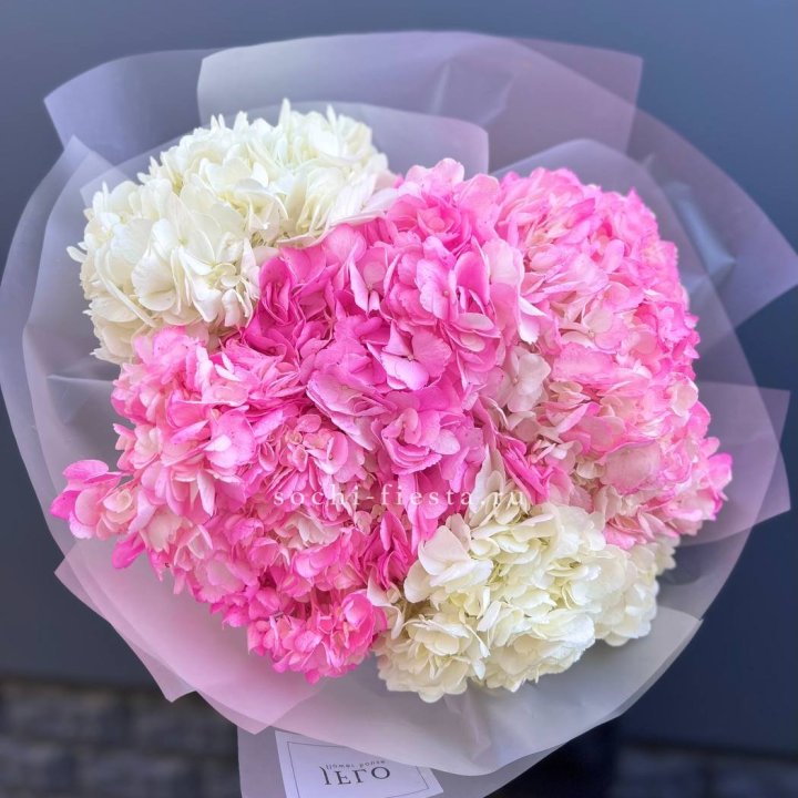 5 бело-розовых гортензий в Череповеце