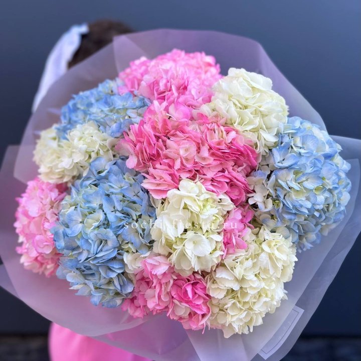 11 гортензий микс в Череповеце