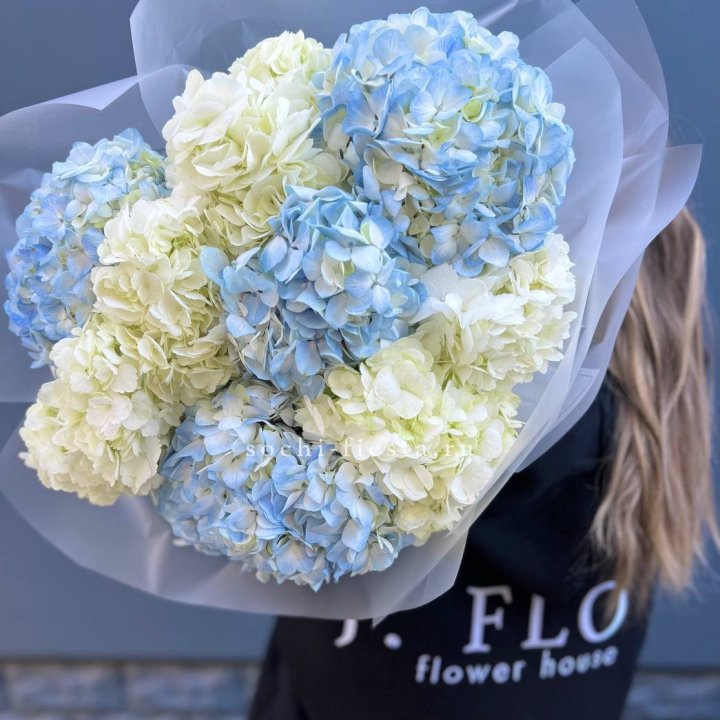 9 бело-голубых гортензий в Череповеце