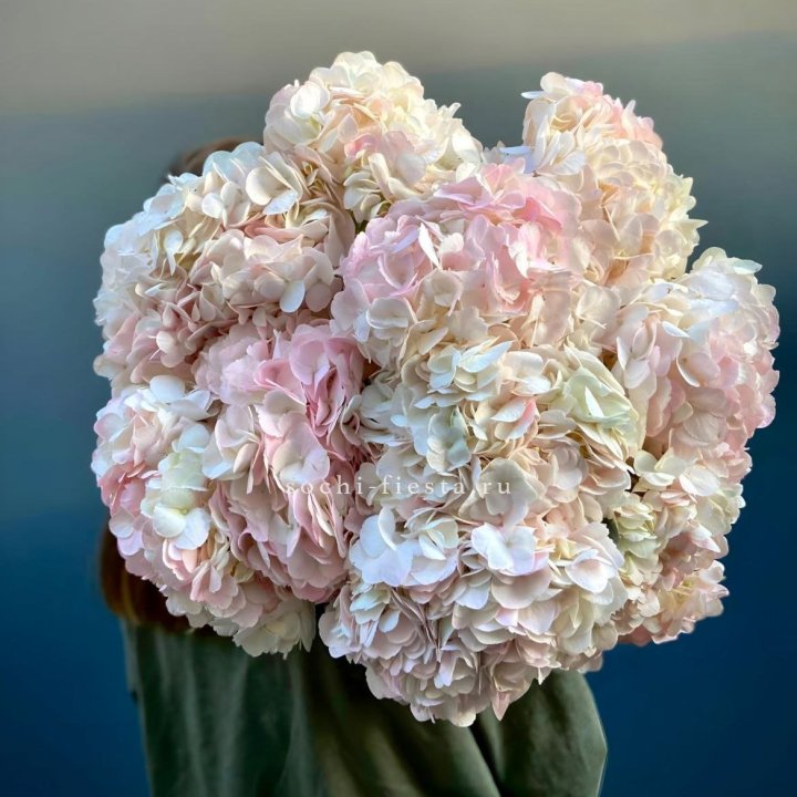 Охапка розовой гортензии в Череповеце