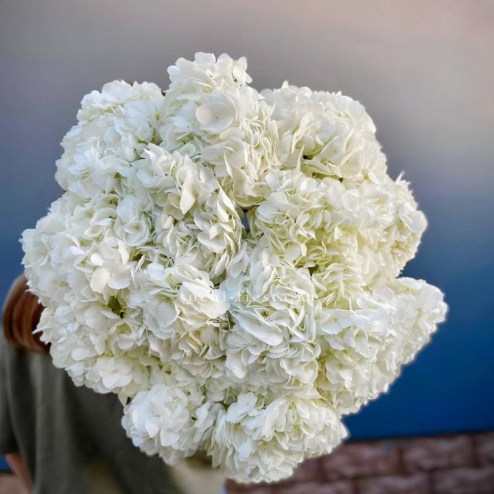 Охапка белой гортензии в Череповеце