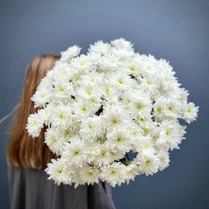 Охапка Хризантемы кустовой в Череповеце