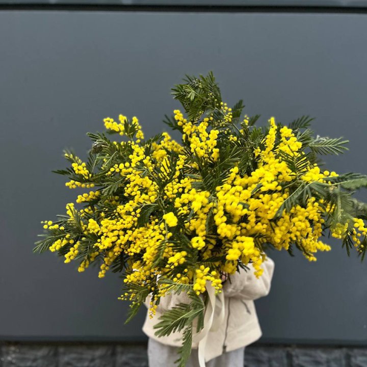 Охопка мимозы в Череповеце