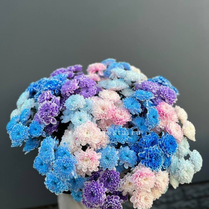 25 цветных хризантем в Череповеце