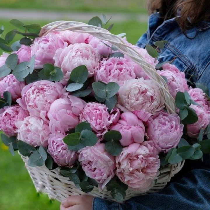 51 пион в корзине в Череповеце