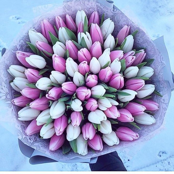 101 тюльпан "Лолипоп" в Череповеце